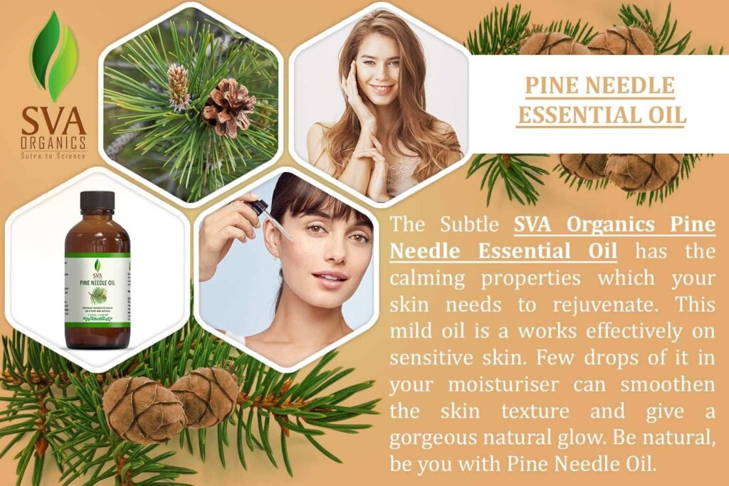 SVA ORGANICS Pine Needle Essential Oil Large Size 4 OZ (118 ML) Therapeutic Grade, 100% Pure Premium Grade Oil for Skin and Hair Care