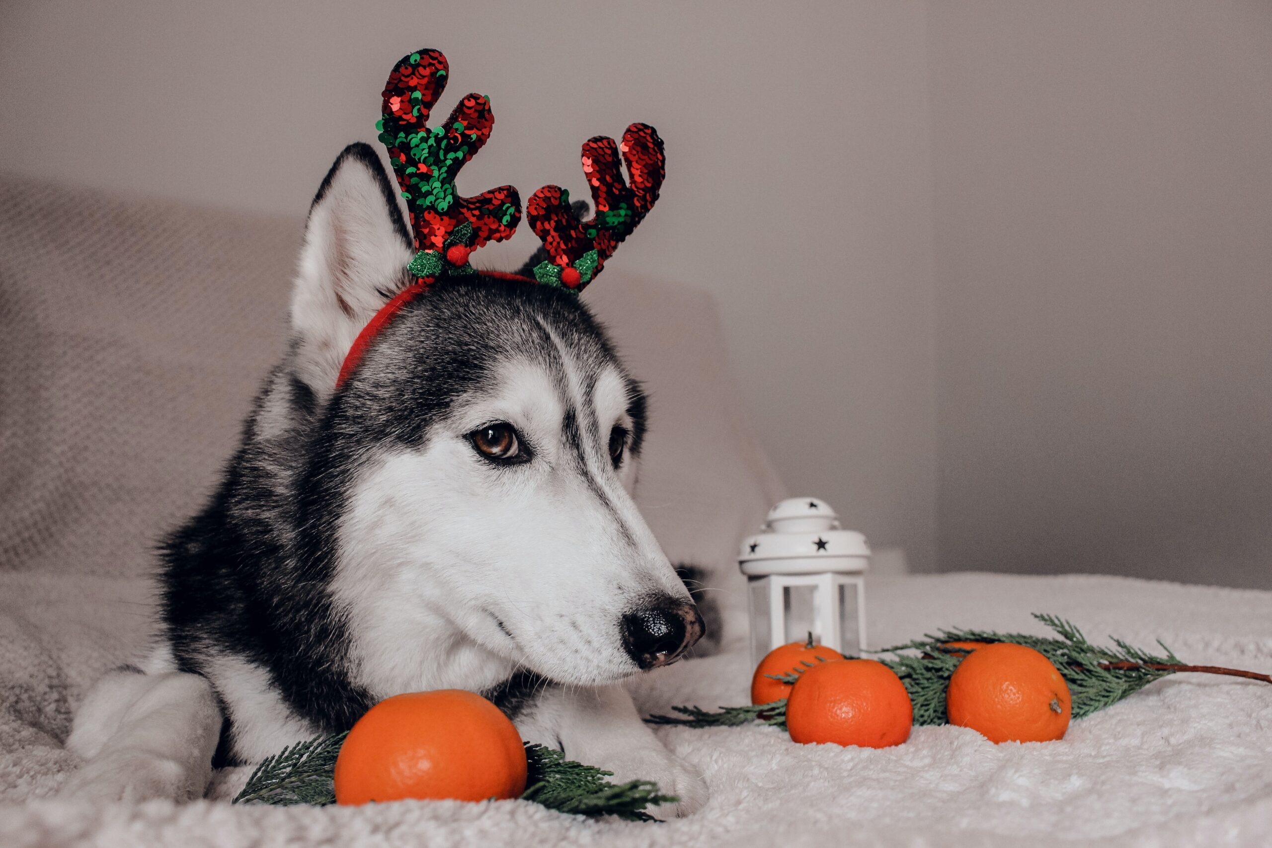 Holiday Baking: Traditional Christmas Cookies And Treats